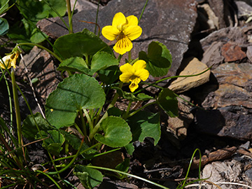 Viola biflora