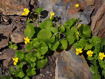 Viola biflora