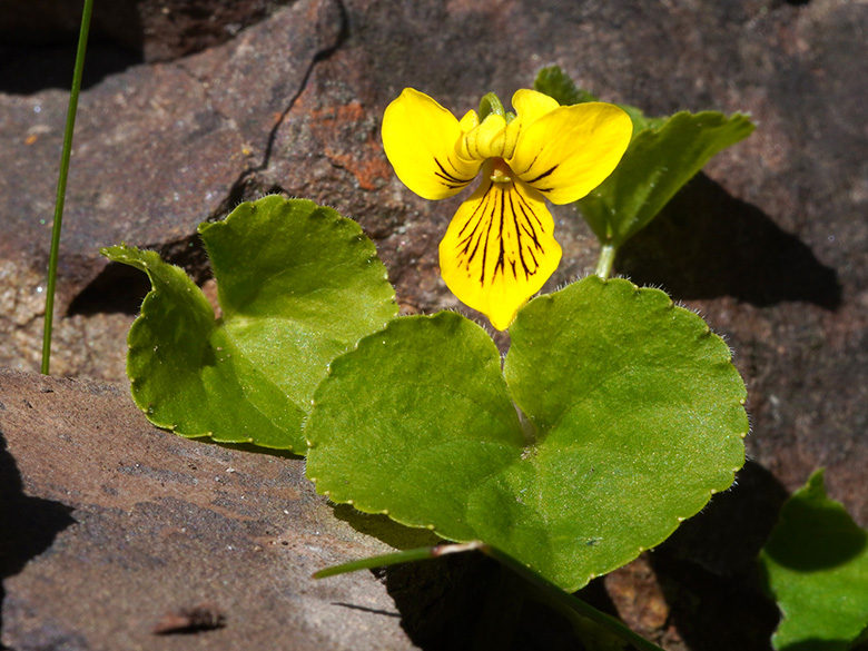 Viola biflora