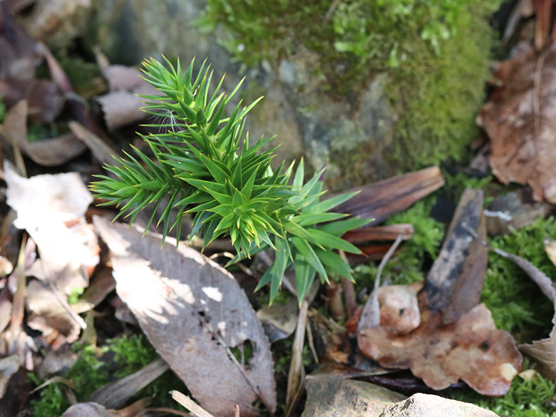 Araucaria araucana