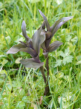 Epipactis helleborine