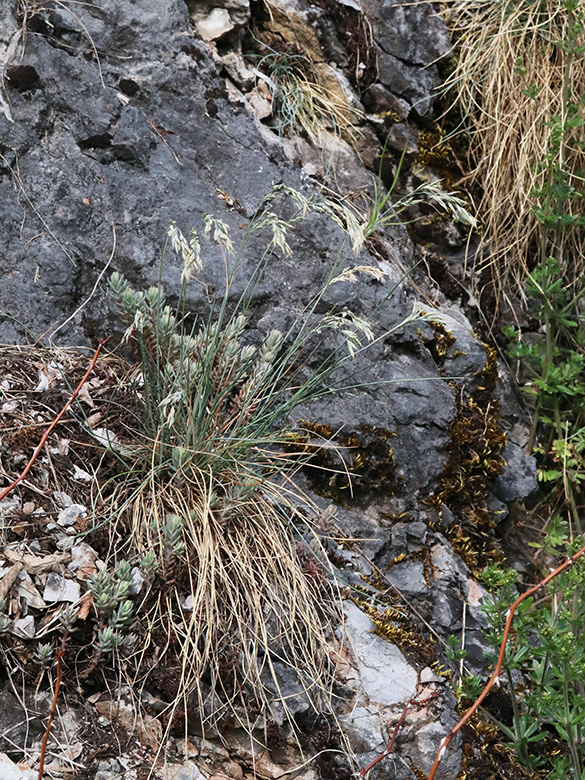 Festuca pallens