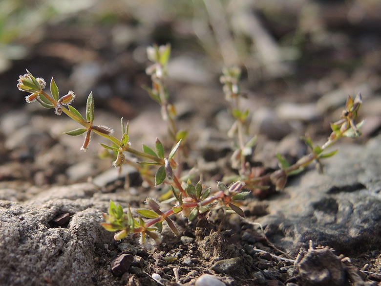 Galium murale