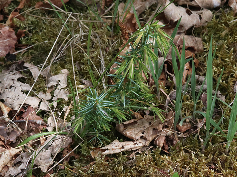 Juniperus communis