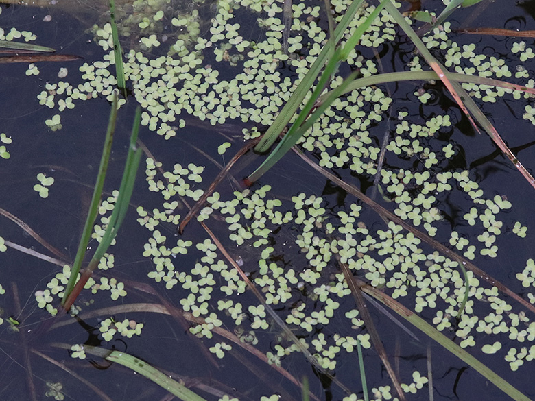 Lemna minor