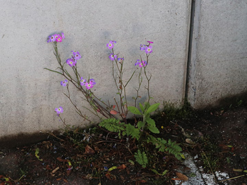 Malcolmia maritima