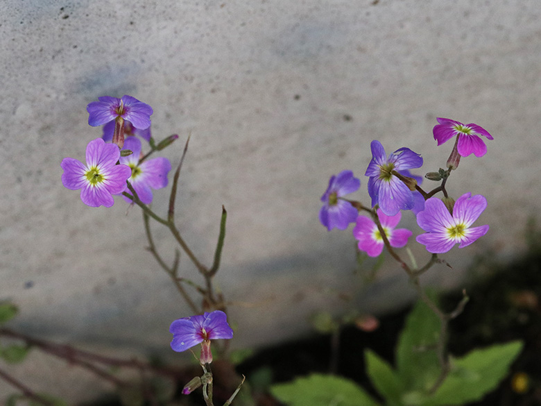 Malcolmia maritima