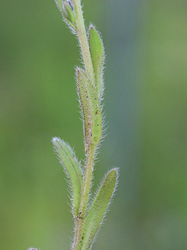 Myosotis dubia