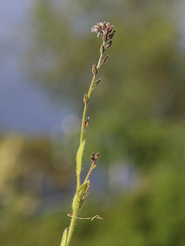Myosotis dubia