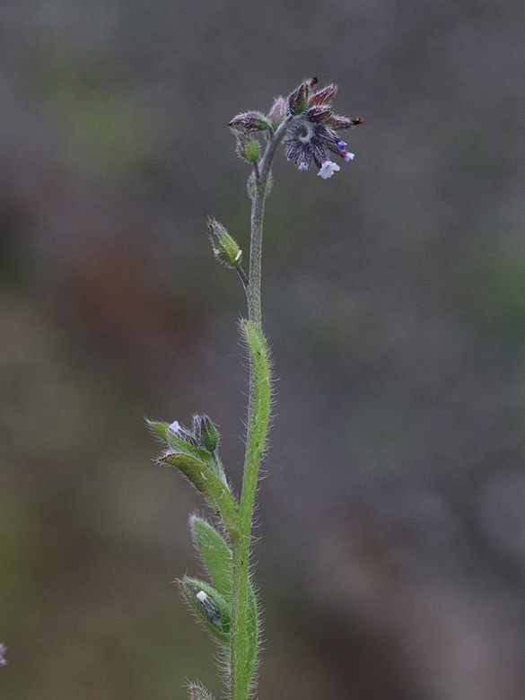 Myosotis dubia