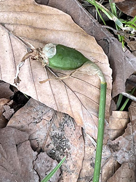 Narcissus cyclamineus