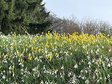 Narcissus cyclamineus