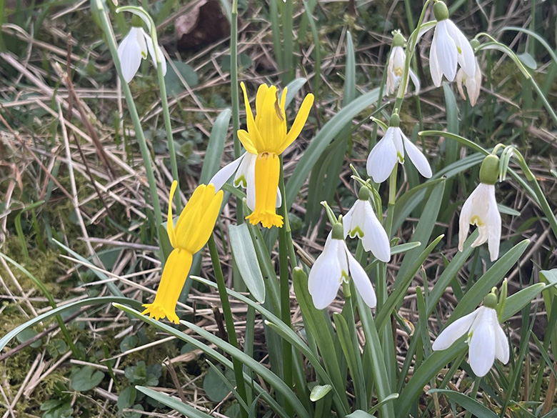 Narcissus cyclamineus