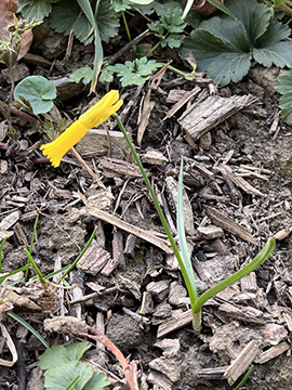Narcissus cyclamineus