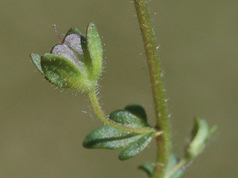 Veronica praecox