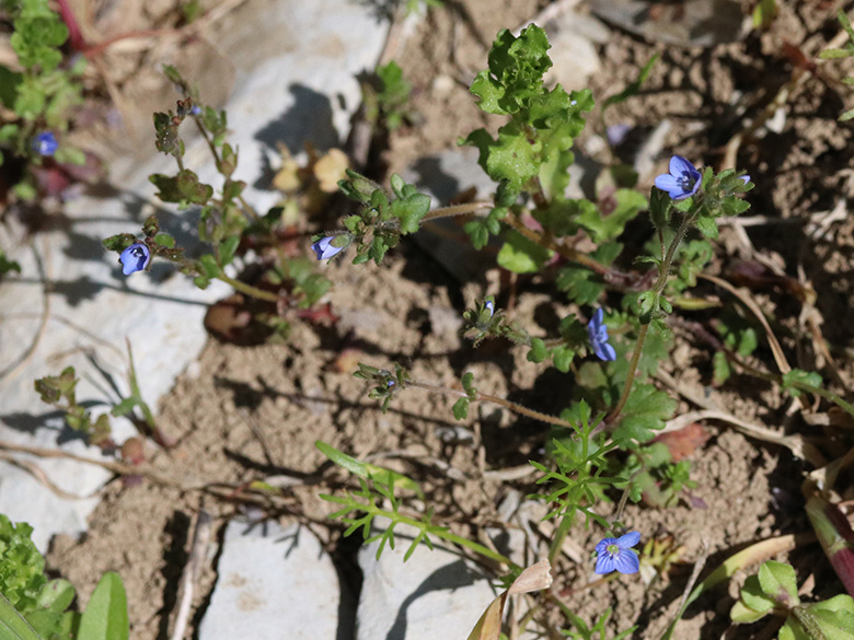Veronica praecox
