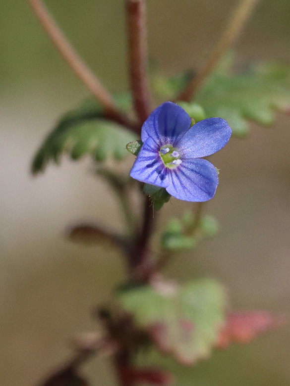 Veronica praecox