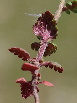 Veronica praecox