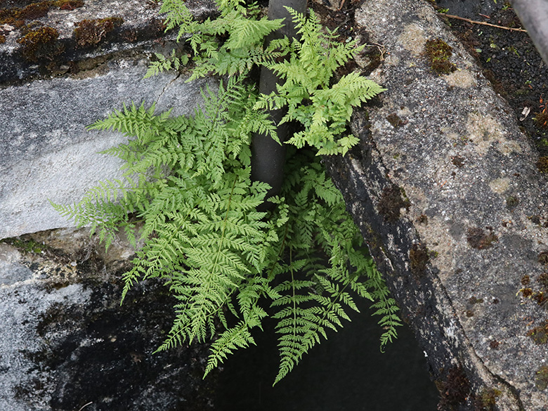 Cystopteris fragilis