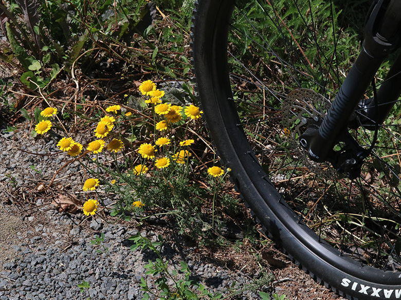 Anthemis tinctoria