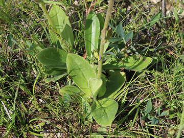 Arnica montana