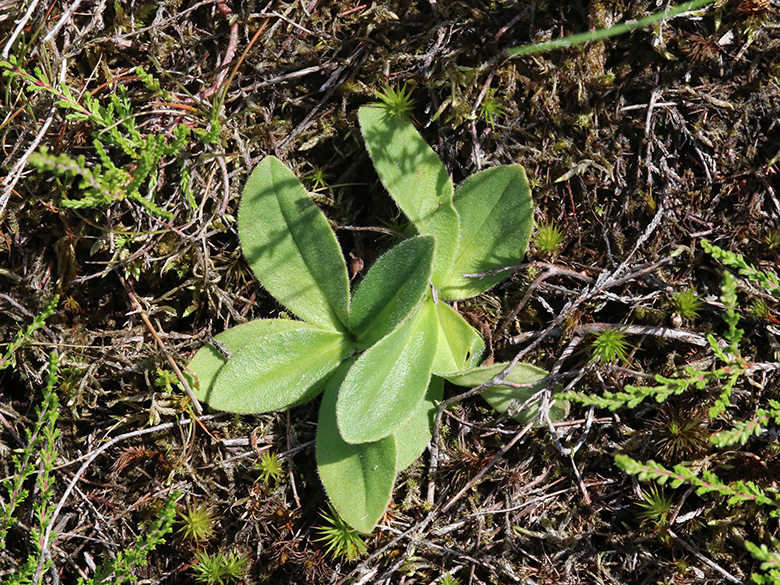 Arnica montana