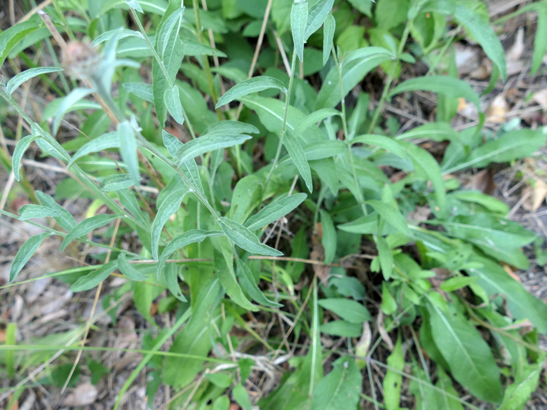 Centaurea nigra nemoralis