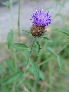 Centaurea nigra nemoralis