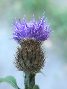 Centaurea nigra nemoralis
