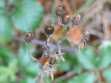 Centaurea nigra nemoralis