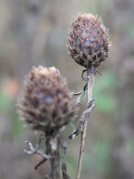 Centaurea nigra nemoralis