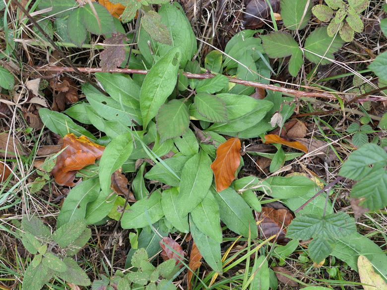 Centaurea nigra nemoralis