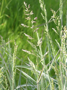 Phalaris arundinacea Picta