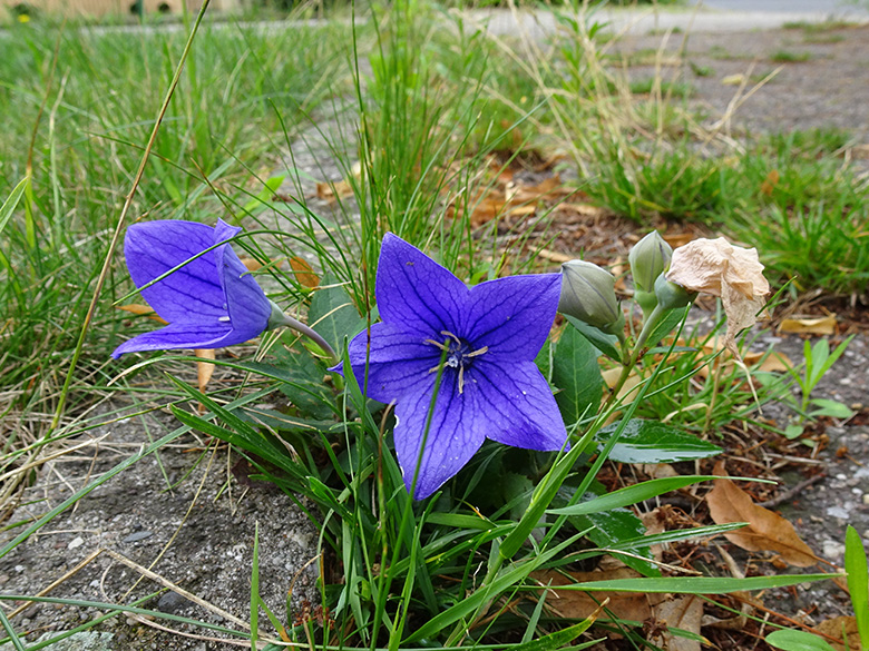 Platycodon grandiflorus