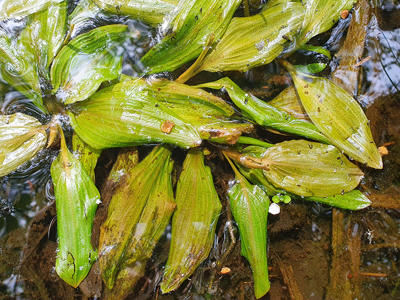 Potamogeton coloratus