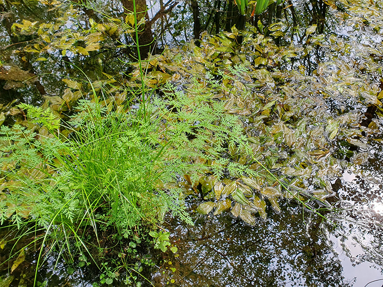 Potamogeton coloratus
