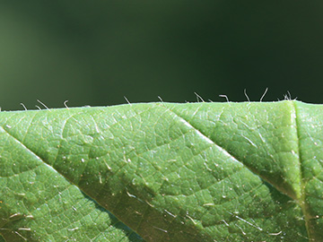 Rubus foliosus
