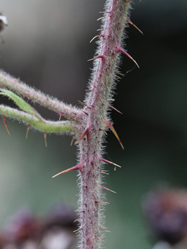 Rubus klimmekianus