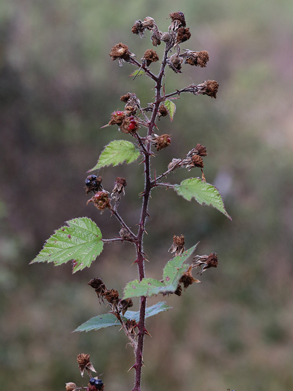 Rubus klimmekianus