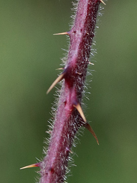 Rubus klimmekianus