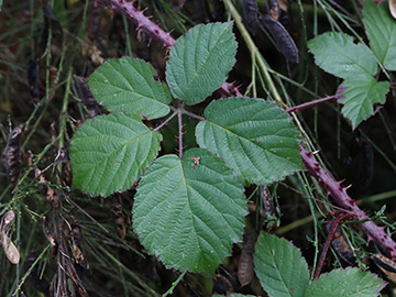 Rubus klimmekianus