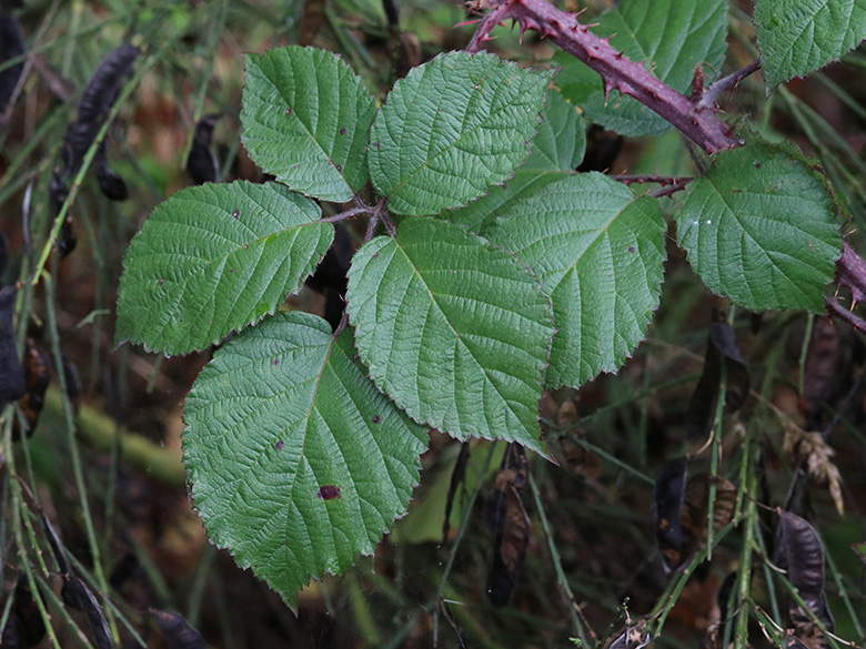 Rubus klimmekianus