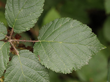 Rubus klimmekianus