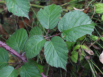 Rubus klimmekianus