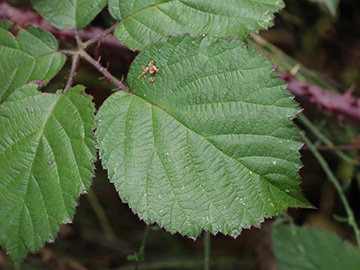 Rubus klimmekianus