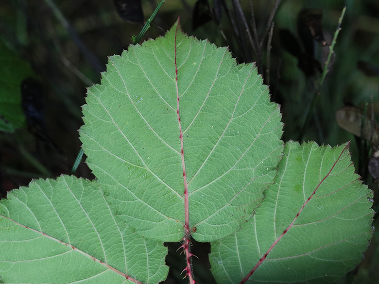 Rubus klimmekianus
