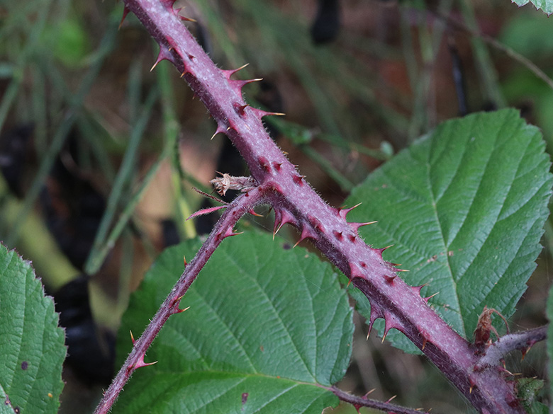 Rubus klimmekianus