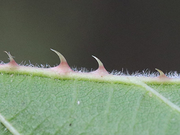 Rubus klimmekianus