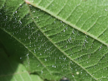 Rubus klimmekianus
