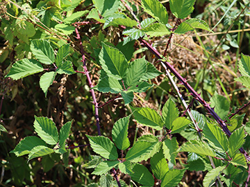 Rubus langei